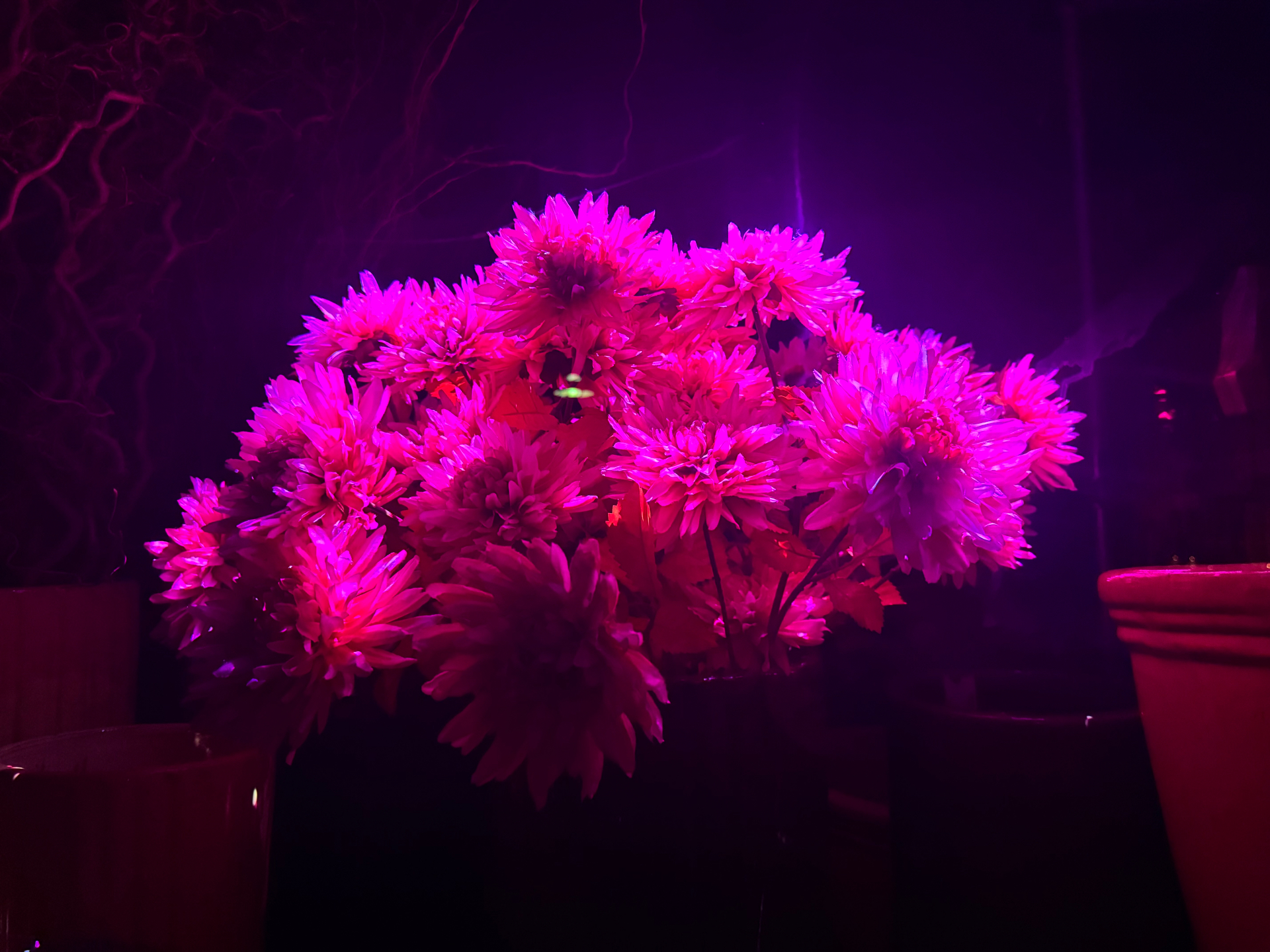 Flowerstallation — bloom study 2