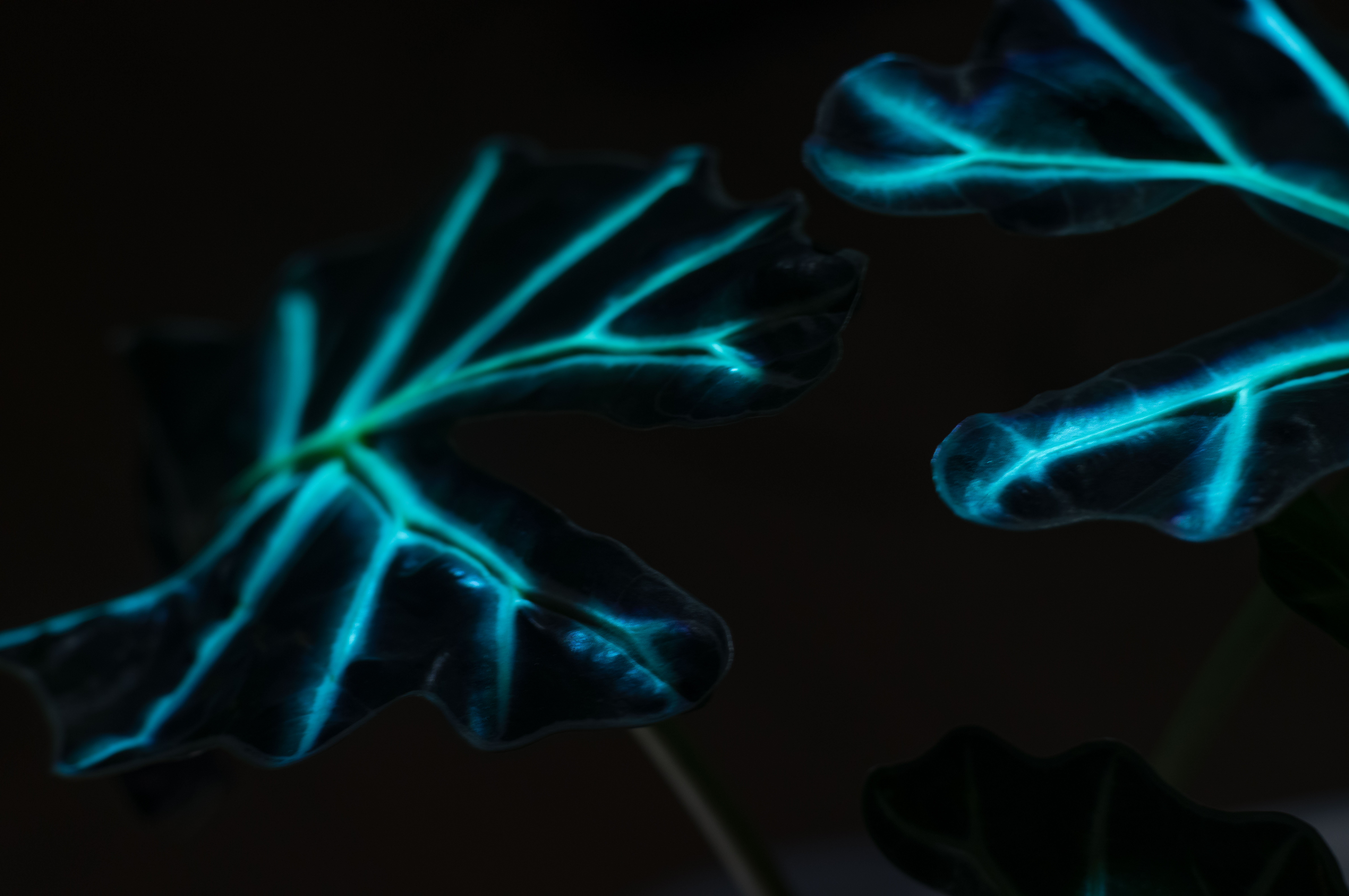Detail van een blad met lichtprojectie